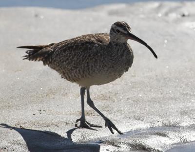 Whimbrel