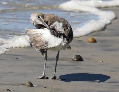 Willet