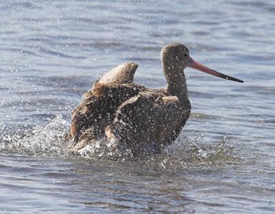 Marbled Godwit  - bath time