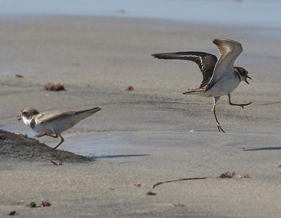 Semipalmated Plovers - fighting