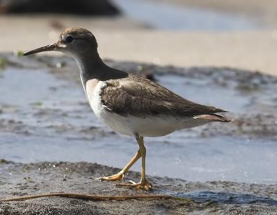 Spotted Sandpiper