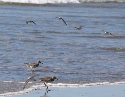 Sanderlings - in flight; Willets on ground