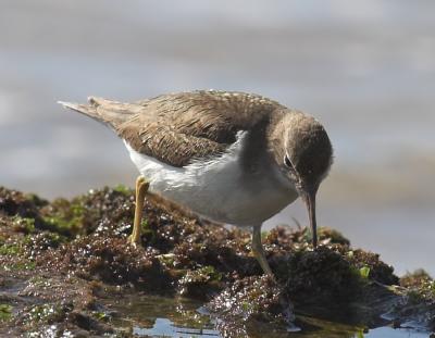 Spotted Sandpiper
