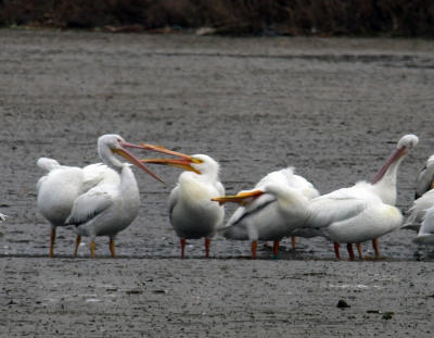g3/01/618801/3/57386933.whitepelicans.jpg