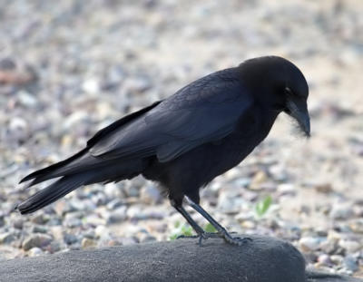 American Crow - with sandbag fibers in beak
