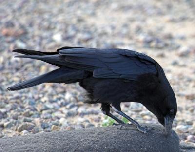 American Crow - pulling sand bag apart
