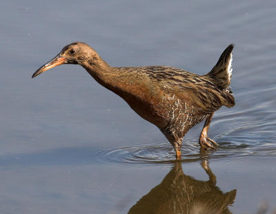 Ridgway's  Rail