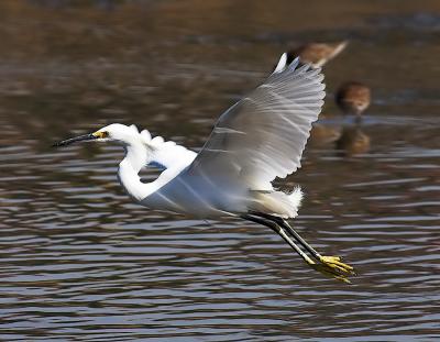 Snowy Egret