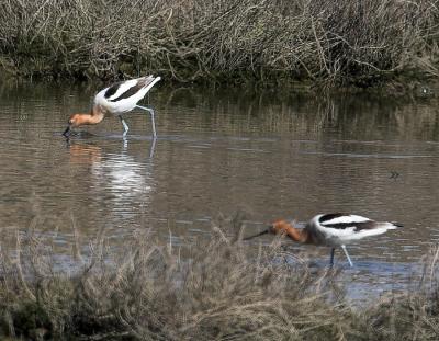 American Avocet