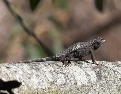 Western Fence Lizard (Sceloporus occidentalis)