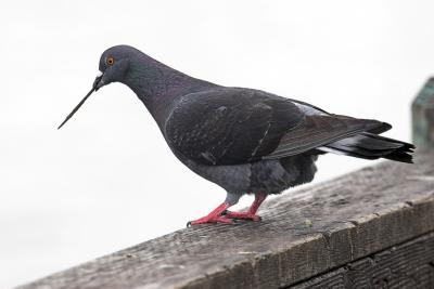 Rock Dove (Pigeon)