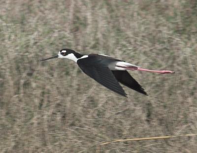 Black-necked Stilt