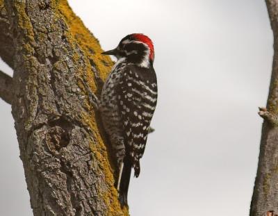 Nuttalls Woodpecker - male