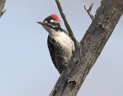 Nutalls Woodpecker  - male