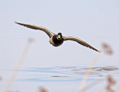 Mallard Duck -in flight