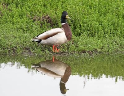 Mallard Duck - male