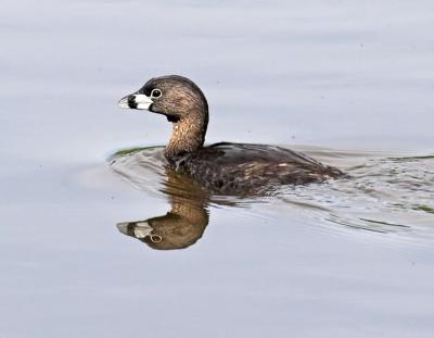 Pied-billed Grebe