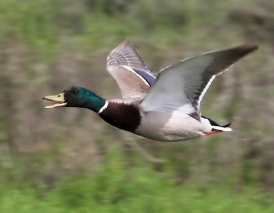 Mallard Duck - male- in flight