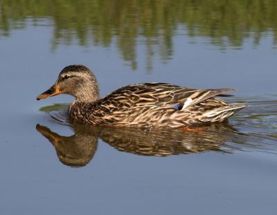 Mallard Duck - female