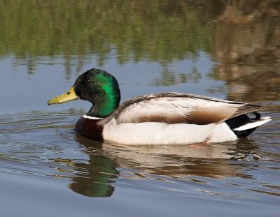 g3/01/618801/3/58170002.mallard.jpg