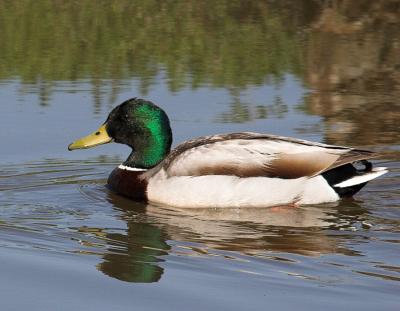 Mallard Duck