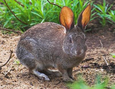 Brush Rabbits (Sylvilagus bachmani cinerascens)