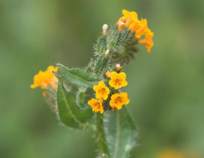 Rancher's Fiddleneck (Amsinckia menziesii)