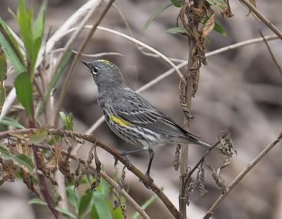 Yellow-rumped Warbler Audobon's Warbler