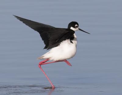 Black-necked Stilt