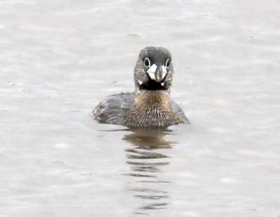 Pied-billed Grebe