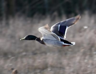 Mallard Duck