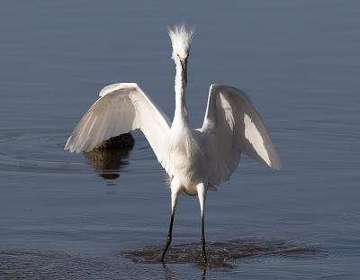 Snowy Egret