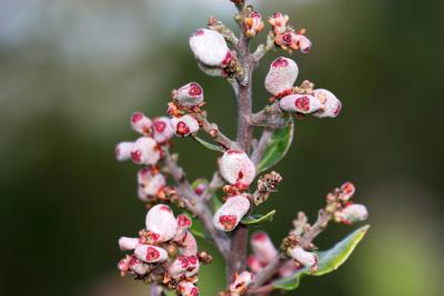 Lemonadeberry (Rhus integrifolia - showing fruits