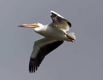 White Pelican in flight