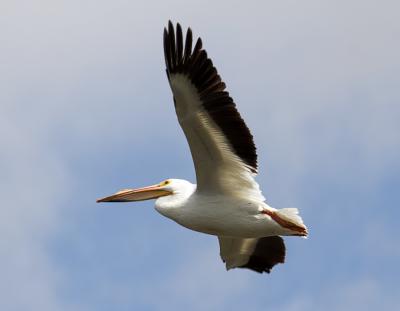 White Pelican