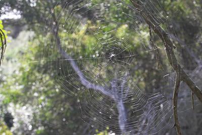 Web of the Orb Weaver