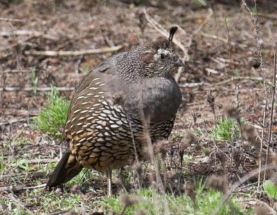 California Quail - female