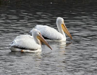 g3/01/618801/3/58651445.whitepelicans2.jpg