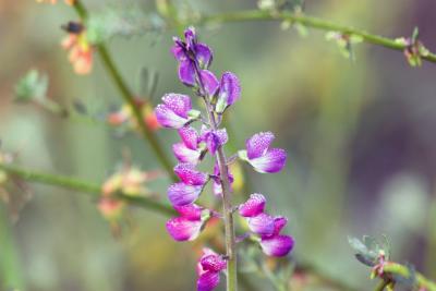 Collar Lupine (Lupinus truncatus)