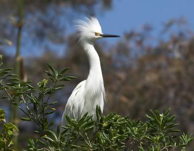 Snowy Egret
