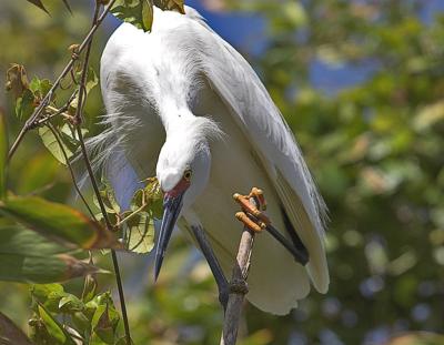 Snowy Egret