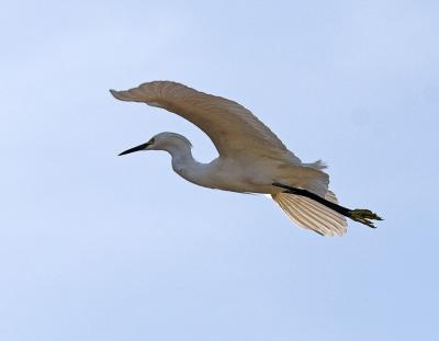 Snowy Egret