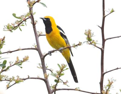 Hooded Oriole