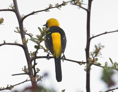 Hooded Oriole