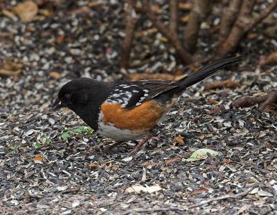 Spotted Towhee