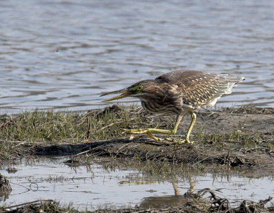 American Bittern