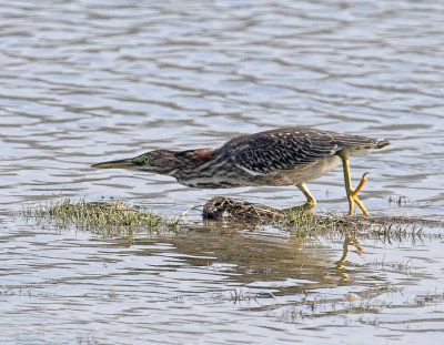 American Bittern