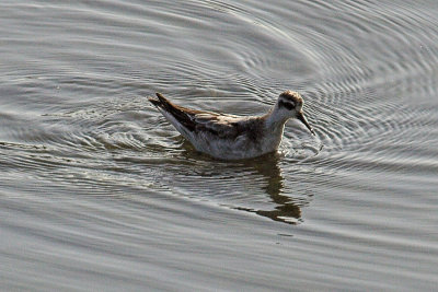 Red-necked Phalarope