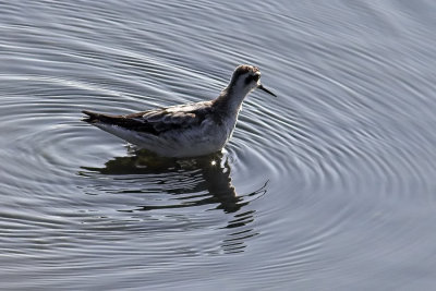 Red Necked Phalarope