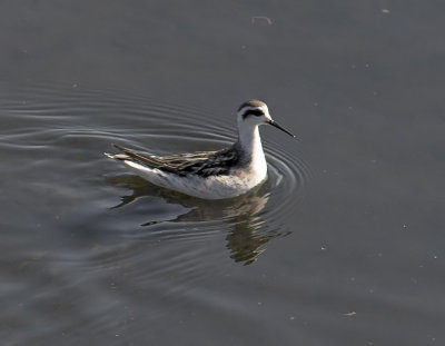 Red Necked Phalarope